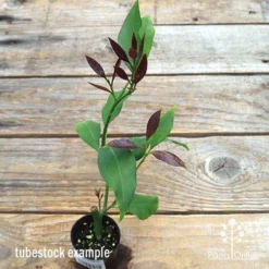 Citrus - Lemon Lisbon 14 Citrus - Lemon Lisbon -Plant Collection Sales Shop apo lemon lisbon tubestock new leaf colour