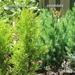 Cupressus Lemon Scent - Lemon Cypress 16 Cupressus Lemon Scent - Lemon Cypress -Plant Collection Sales Shop apo lemon scent pyramidalis compare 1