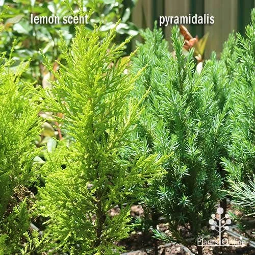 Cupressus Lemon Scent - Lemon Cypress 8 Cupressus Lemon Scent - Lemon Cypress - Image 8