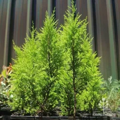 Cupressus Lemon Scent - Lemon Cypress 13 Cupressus Lemon Scent - Lemon Cypress -Plant Collection Sales Shop apo lemon scent small trees