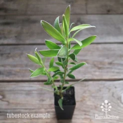Leucadendron Gold Strike -Plant Collection Sales Shop apo leucadendron gold strike tubestock2