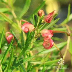 Grevillea Liliane -Plant Collection Sales Shop apo liliane flower close