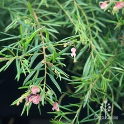 Grevillea Liliane -Plant Collection Sales Shop apo liliane weeping