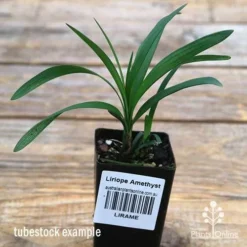 Liriope Amethyst -Plant Collection Sales Shop apo liriope amethyst tubestock