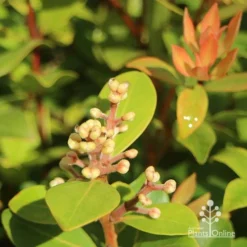 Metrosideros Little Ewan - Dwarf NZ Christmas Bush -Plant Collection Sales Shop apo little ewan buds new leaf