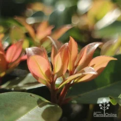 Metrosideros Little Ewan - Dwarf NZ Christmas Bush -Plant Collection Sales Shop apo little ewan new leaf backlit