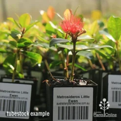Metrosideros Little Ewan - Dwarf NZ Christmas Bush -Plant Collection Sales Shop apo little ewan tubestock in flower