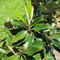 Magnolia Little Gem -Plant Collection Sales Shop apo little gem new leaves