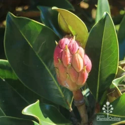 Magnolia Little Gem -Plant Collection Sales Shop apo little gem seedcone forming