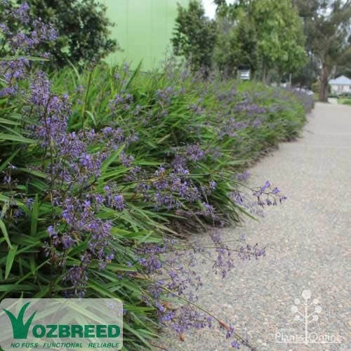 Dianella Little Jess 2 Dianella Little Jess - Image 2