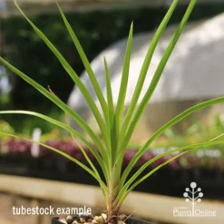 Lomandra Little Pal -Plant Collection Sales Shop apo little pal tubestock close
