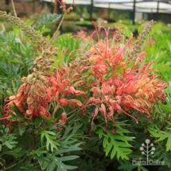 Grevillea Little Robyn -Plant Collection Sales Shop apo little robyn flowers nursery