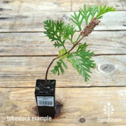 Grevillea Little Robyn -Plant Collection Sales Shop apo little robyn tubestock flower
