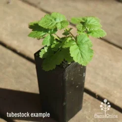 Loganberry -Plant Collection Sales Shop apo loganberry tubestock