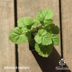 Loganberry -Plant Collection Sales Shop apo loganberry tubestock top