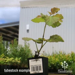 Loganberry -Plant Collection Sales Shop apo loganberry tubestock 1