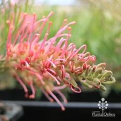 Grevillea Lollypops -Plant Collection Sales Shop apo lollypops flower