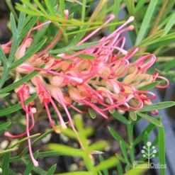 Grevillea Lollypops -Plant Collection Sales Shop apo lollypops grevillea