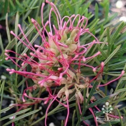 Grevillea Lollypops -Plant Collection Sales Shop apo lollypops open