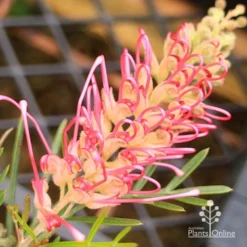 Grevillea Lollypops -Plant Collection Sales Shop apo lollypops opening
