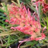 Grevillea Lollypops