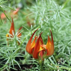 Lotus Red Flash - Parrot's Beak 15 Lotus Red Flash - Parrot's Beak -Plant Collection Sales Shop apo lotus flower