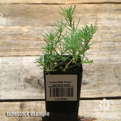 Lotus Red Flash - Parrot's Beak 10 Lotus Red Flash - Parrot's Beak -Plant Collection Sales Shop apo lotus tubestock top