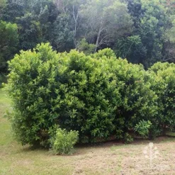 Tristaniopsis Luscious - Water Gum -Plant Collection Sales Shop apo luscious hedcge