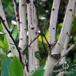 Tristaniopsis Luscious - Water Gum -Plant Collection Sales Shop apo luscious trunks
