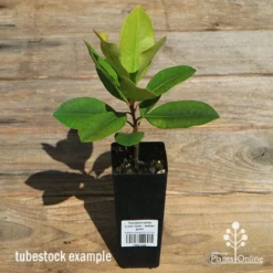 Tristaniopsis Luscious - Water Gum -Plant Collection Sales Shop apo luscious tubestock