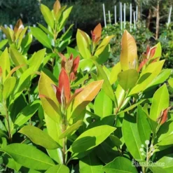 Tristaniopsis Luscious - Water Gum -Plant Collection Sales Shop apo luscious water gum leaf colours