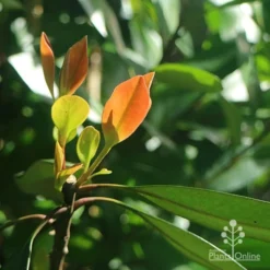 Tristaniopsis Luscious - Water Gum -Plant Collection Sales Shop apo luscious winter leaf backlit