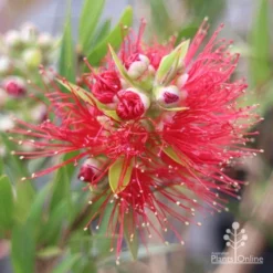 Callistemon Macarthur -Plant Collection Sales Shop apo macarthur callistemon