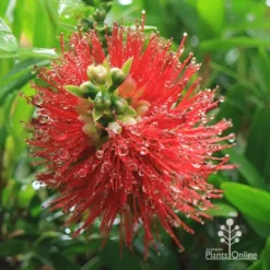Callistemon Macarthur -Plant Collection Sales Shop apo macarthur callistemon flower