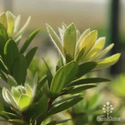 Callistemon Macarthur -Plant Collection Sales Shop apo macarthur fluffy new leaf