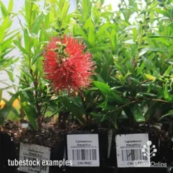 Callistemon Macarthur -Plant Collection Sales Shop apo macarthur tubestock in flower