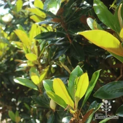 Magnolia Little Gem -Plant Collection Sales Shop apo magnolia little gem backlit