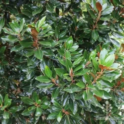 Magnolia Little Gem -Plant Collection Sales Shop apo magnolia little gem hedge