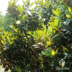 Magnolia Little Gem -Plant Collection Sales Shop apo magnolia little gem spring leaves