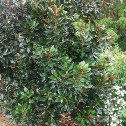 Magnolia Little Gem -Plant Collection Sales Shop apo magnolia little gem tree