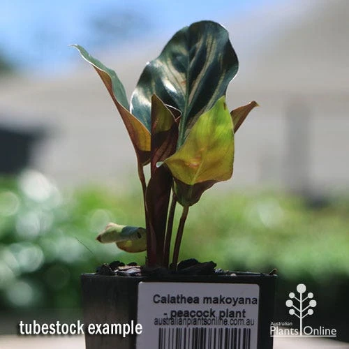 Calathea Makoyana - Peacock Plant 6 Calathea Makoyana - Peacock Plant - Image 6