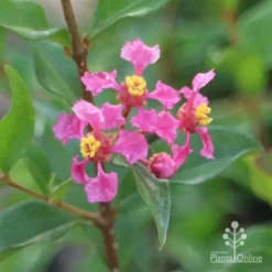 Malpighia Pixie - Acerola -Plant Collection Sales Shop apo malpighia flowers closeup