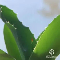 Mangave Falling Waters - Succulent -Plant Collection Sales Shop apo mangave falling waters teeth