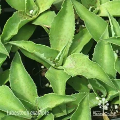 Mangave Falling Waters - Succulent -Plant Collection Sales Shop apo mangave falling waters tubestock