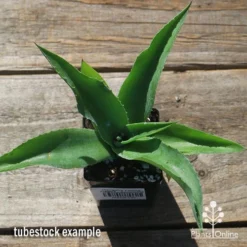 Mangave Falling Waters - Succulent -Plant Collection Sales Shop apo mangave falling waters tubestock top