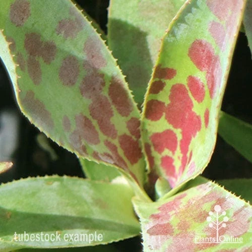 Mangave Mission To Mars - Succulent 4 Mangave Mission To Mars - Succulent - Image 4