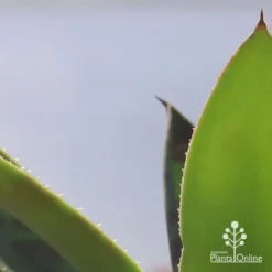 Mangave Mission To Mars - Succulent 13 Mangave Mission To Mars - Succulent -Plant Collection Sales Shop apo mangave mission to mars teeth