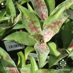 Mangave Mission To Mars - Succulent 11 Mangave Mission To Mars - Succulent -Plant Collection Sales Shop apo mangave mission to mars tubestock