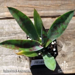 Mangave Mission To Mars - Succulent 9 Mangave Mission To Mars - Succulent -Plant Collection Sales Shop apo mangave mission to mars tubestock top