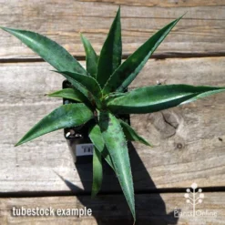 Mangave Pineapple Express - Succulent -Plant Collection Sales Shop apo mangave pineapple express tubestock top